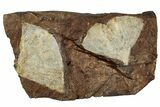 Two Fossil Ginkgo Leaves From North Dakota - Paleocene #263029-1